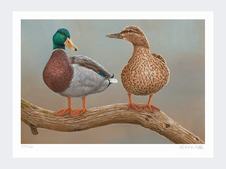 mallards-twos-a-pair-loose-print