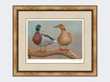 mallards-twos-a-pair-medium-light-burr