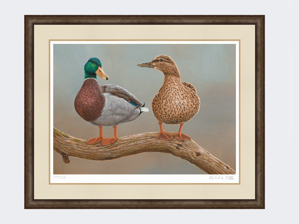 mallards twos a pair-small-dark-grey-burr