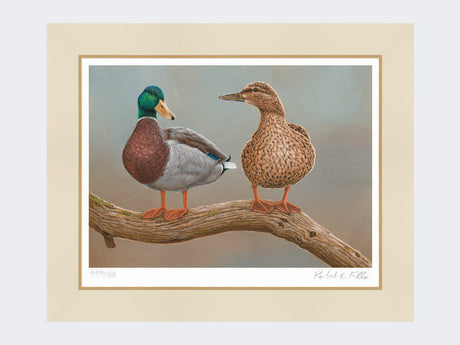 mallards-twos-mounted