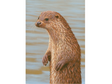 new-Otter-single-blank-greetings-card