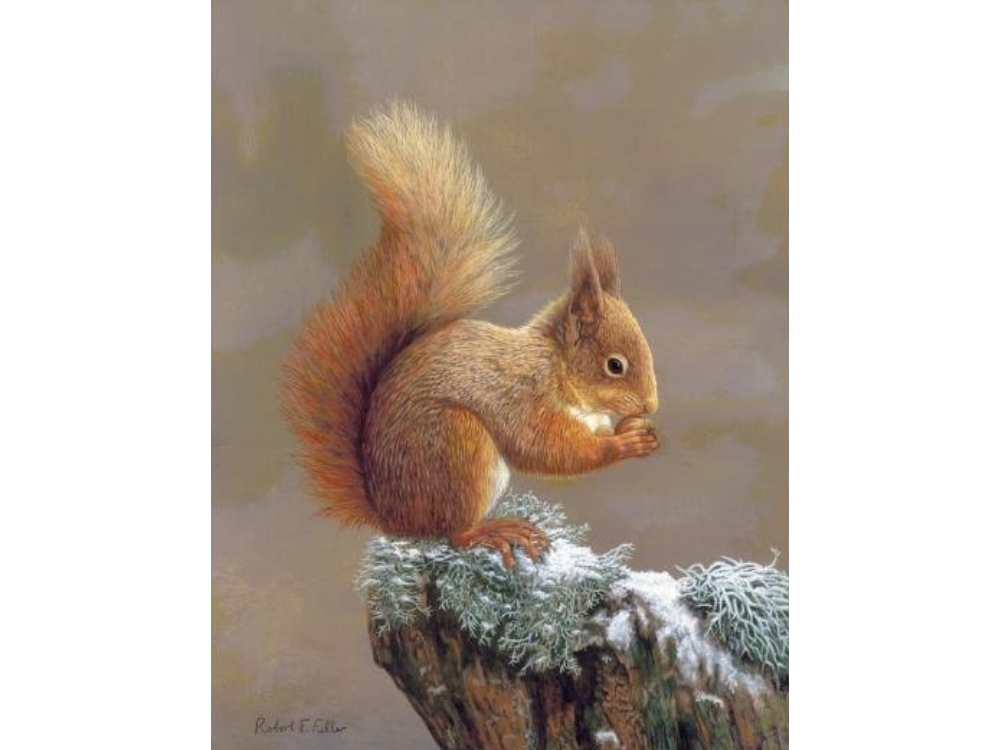 squirrel-nutkin