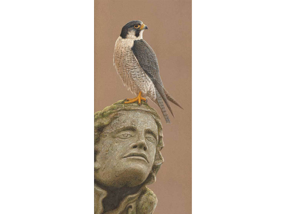 peregrine-york-card