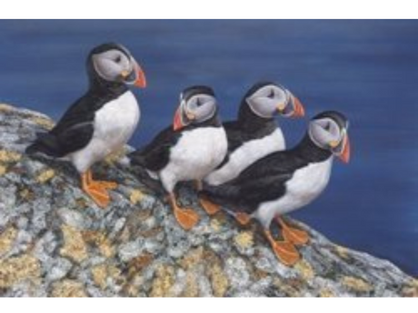 puffin-patrol