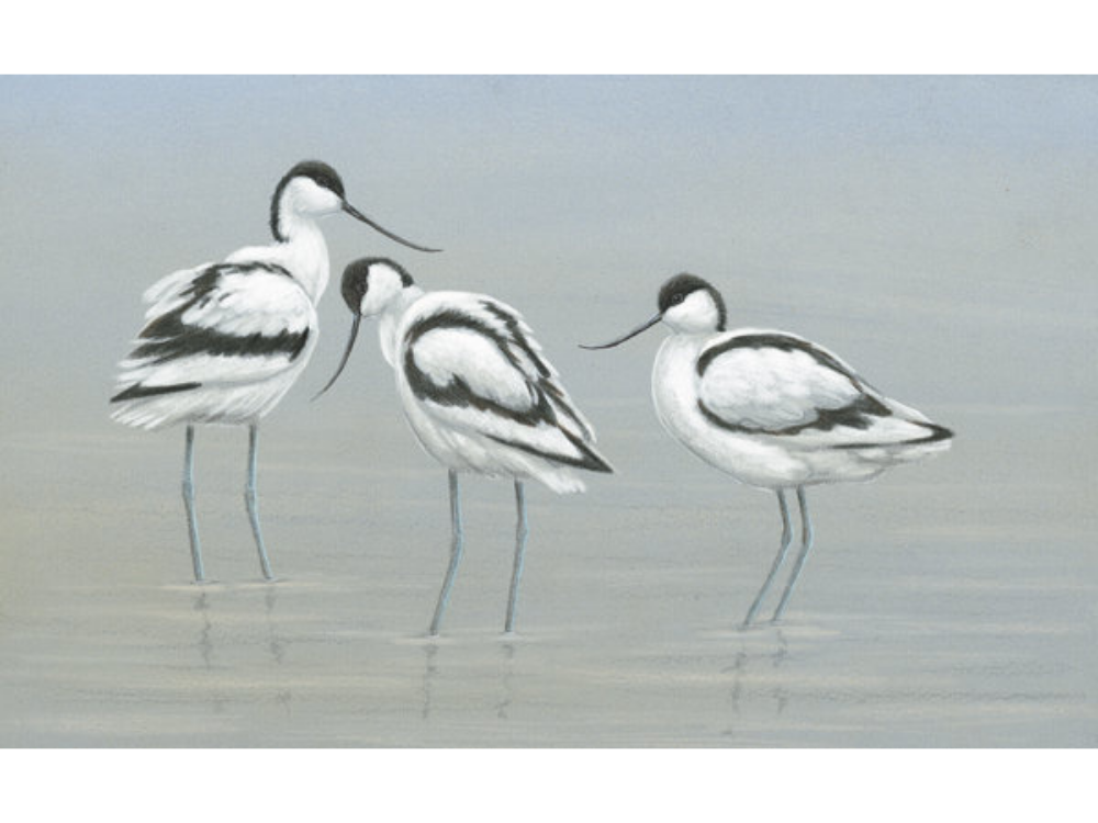 trio-of-avocets