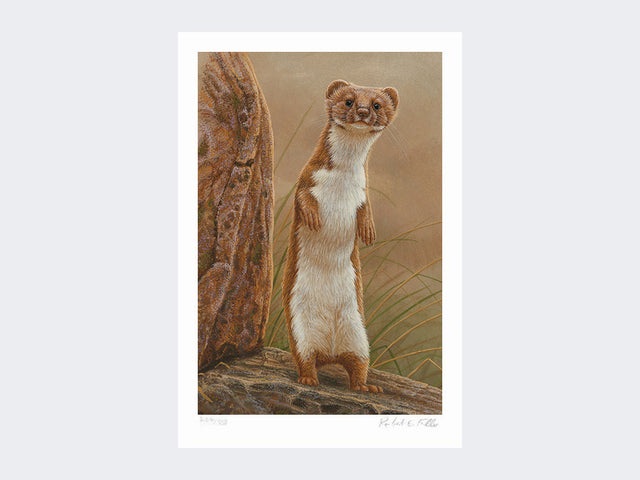 weasel-standing-proud-loose-print