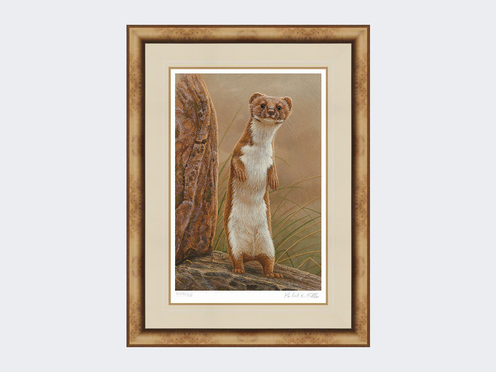 weasel standing proud-medium-light-burr