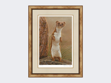 weasel standing proud-medium-light-burr