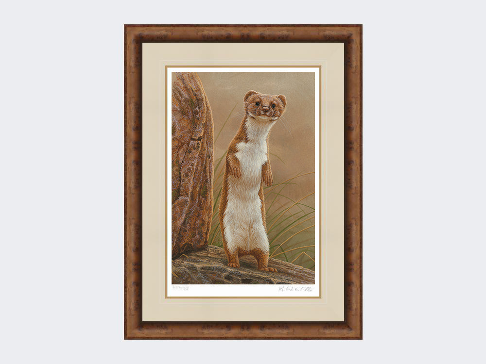 weasel standing proud-medium-walnut-burr