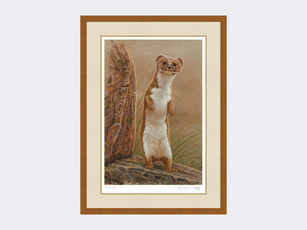 weasel standing proud-rustic-country