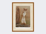 weasel standing proud-rustic-country