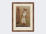 weasel standing proud-small-walnut-burr