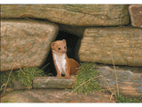 weasel-wall-card