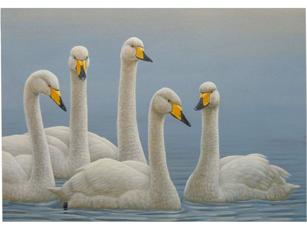 whooper-swan-christmas-card