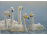 whooper-swan-christmas-card