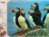 worktop-saver-lifestyle-puffin