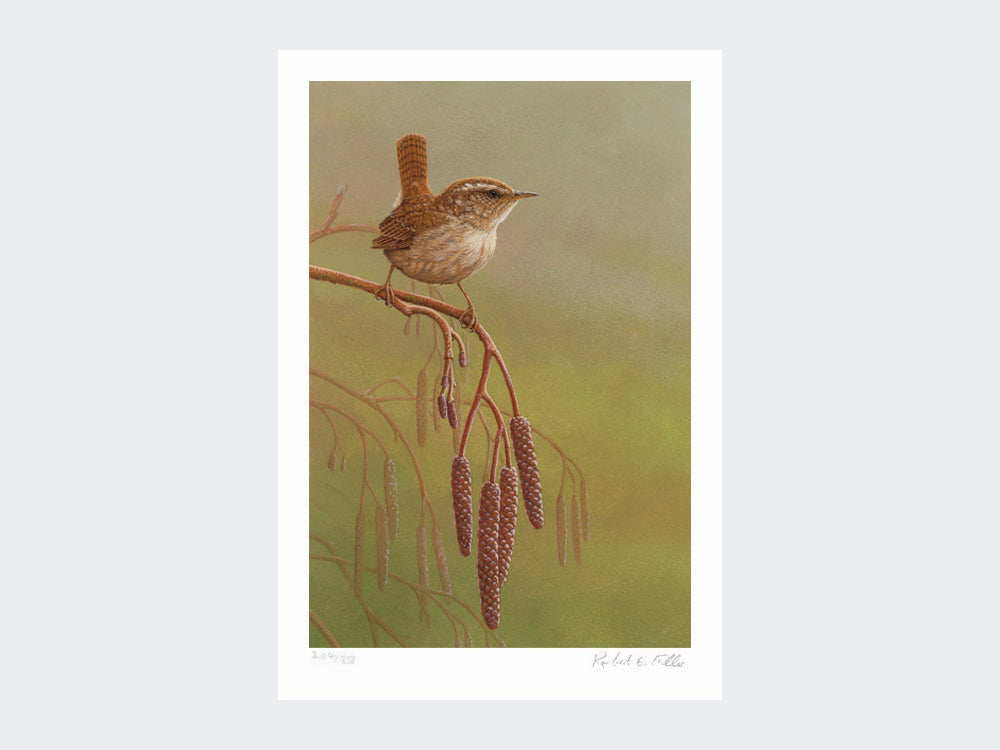 wren on catkins-loose-print