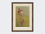 wren-on-catkins-small-grey-burr