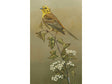 yellowhammer-card