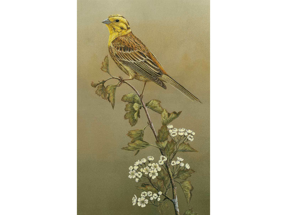 yellowhammer-card