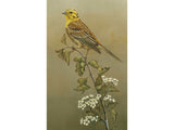 yellowhammer-card